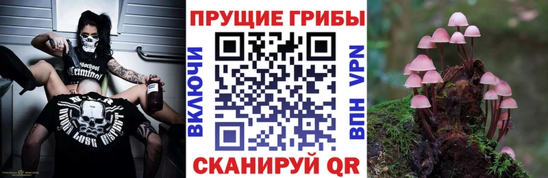 хочу   Арсеньев  Псилоцибиновые грибы Psilocybine cubensis 